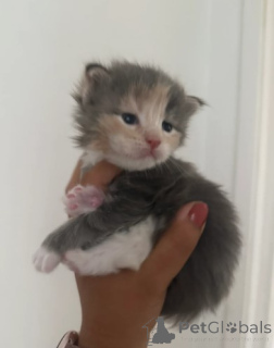 Photo №2 de l'annonce № 160420 de la vente maine coon - acheter à La finlande éleveur