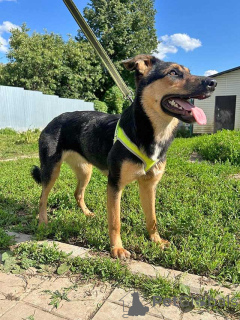 Photo №4. Je vais vendre chien bâtard en ville de Moskova. annonce privée - prix - Gratuit