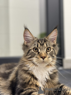 Photo №1. maine coon - à vendre en ville de Вознесенск | 1500€ | Annonce № 84469