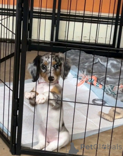 Photo №4. Je vais vendre teckel en ville de Berlin. annonce privée, de l'abri - prix - 550€