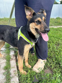 Photo №2 de l'annonce № 166420 de la vente chien bâtard - acheter à Fédération de Russie annonce privée