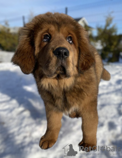 Photo №4. Je vais vendre dogue du tibet en ville de Minsk. de la fourrière - prix - 900€