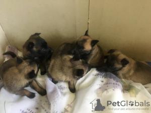 Photo №2 de l'annonce № 30215 de la vente berger belge - acheter à Fédération de Russie annonce privée