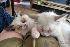 Photo №4. Je vais vendre ragdoll en ville de Edinburgh. annonce privée, éleveur - prix - négocié