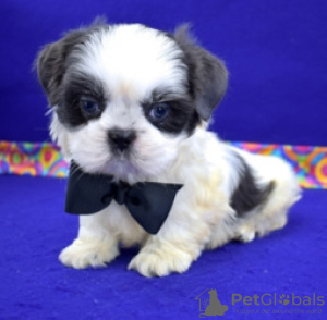 Photo №3. Adorables chiots Shih Tzu à adopter gratuitement. Allemagne