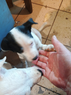 Photo №3. Chiots dans une bonne famille.. Ukraine