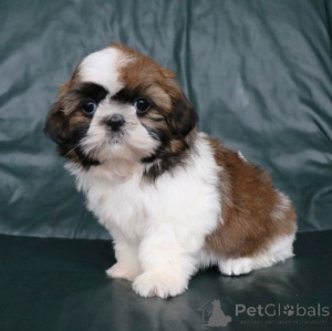 Photo №1. shih tzu - à vendre en ville de Meerbusch | 450€ | Annonce №169471