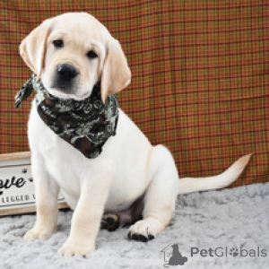 Photo №3. Bruno Labrador Retriever mâle de 10 semaines prêt à rentrer à la maison. Allemagne