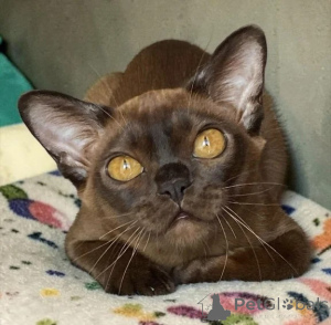 Photo №1. burmese - à vendre en ville de Algermissen | 350€ | Annonce № 177736