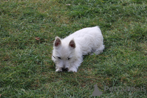 Photo №2 de l'annonce № 139141 de la vente west highland white terrier - acheter à Pologne éleveur