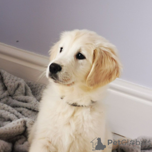 Photo №4. Je vais vendre golden retriever en ville de Тилбург. annonce privée - prix - 380€