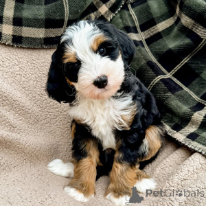 Photo №4. Je vais vendre labradoodle en ville de Chalut. annonce privée - prix - négocié