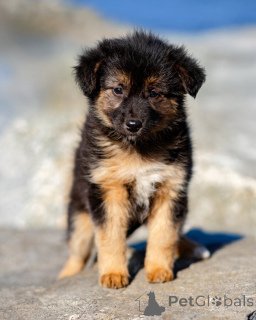 Photo №3. Les chiots recherchent un foyer chaleureux et un cœur aimant !. Fédération de Russie