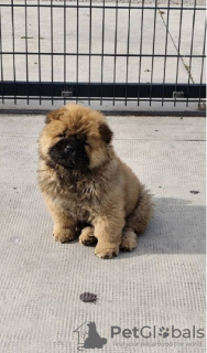 Photo №3. Cau Cau Chow Chow Bovins des deux sexes. Serbie