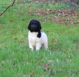 Photo №2 de l'annonce № 43873 de la vente chien d'arrêt allemand à poil long - acheter à Pologne annonce privée