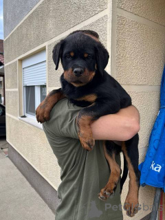 Photo №4. Je vais vendre rottweiler en ville de Zémun.  - prix - négocié