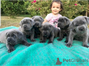 Photo №1. cane corso - à vendre en ville de New york | négocié | Annonce №101980