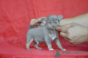 Photo №2 de l'annonce № 7781 de la vente chihuahua - acheter à Fédération de Russie éleveur