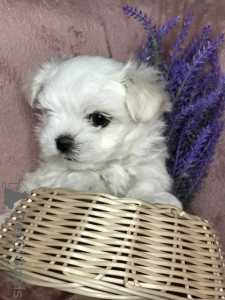Photos supplémentaires: Les chiots les plus mignons