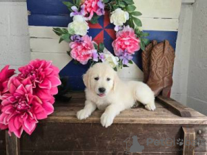 Photo №2 de l'annonce № 126882 de la vente golden retriever - acheter à Portugal 