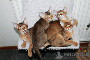 Photo №1. chausie - à vendre en ville de Stockholm | négocié | Annonce № 122004