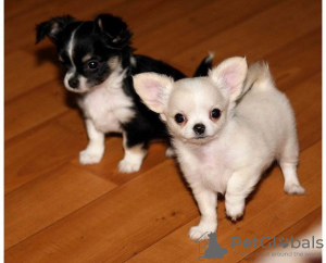 Photo №1. chihuahua - à vendre en ville de Berlin | Gratuit | Annonce №126308