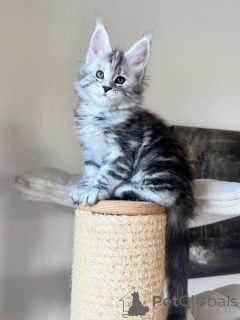 Photo №4. Je vais vendre maine coon en ville de Munich. annonce privée, éleveur - prix - négocié