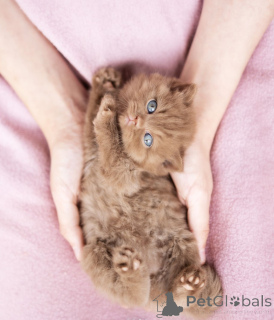 Photo №2 de l'annonce № 137793 de la vente british shorthair - acheter à USA annonce privée