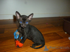 Photo №2 de l'annonce № 165834 de la vente devon rex - acheter à Belgique annonce privée, éleveur
