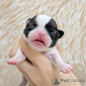 Photo №1. chihuahua - à vendre en ville de Helsinki | 500€ | Annonce №163644