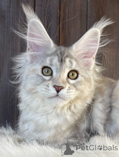 Photo №2 de l'annonce № 161198 de la vente maine coon - acheter à USA éleveur