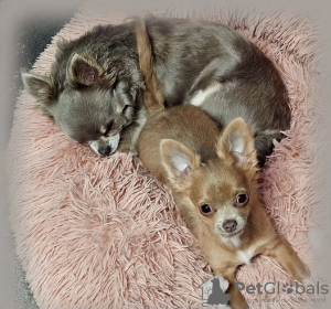 Photo №1. chihuahua - à vendre en ville de Columbus | 284€ | Annonce №107211