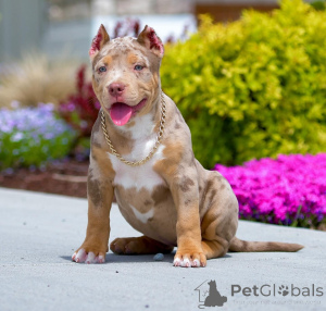 Photo №2 de l'annonce № 158061 de la vente american bully - acheter à Belgique annonce privée, éleveur