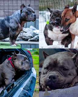 Photo №2 de l'annonce № 135811 de la vente american bully - acheter à La Slovénie éleveur