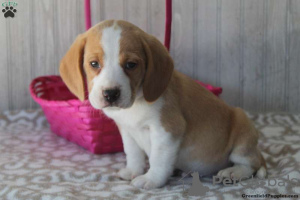 Photo №4. Je vais vendre beagle en ville de East Texas.  - prix - 379€