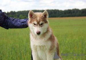 Photo №3. Offert à la vente husky sibérien mâle. Fédération de Russie