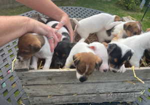 Photo №1. jack russell terrier - à vendre en ville de Jáchymov | 610€ | Annonce №148577