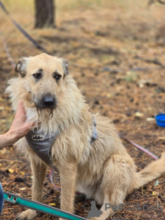 Photo №3. À la recherche d'une maison. Fédération de Russie