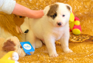 Photo №2 de l'annonce № 5760 de la vente chien bâtard - acheter à Fédération de Russie annonce privée