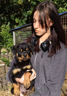 Photo №3. Rottweiler beaux chiots. Serbie