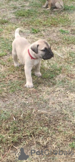 Photo №3. Chiots Bullmastiff. Serbie