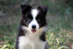 Photo №3. Chiots Border Collie Border Collie. Serbie