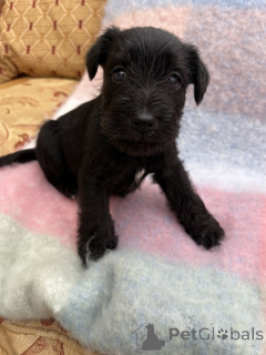 Photo №4. Je vais vendre schnauzer miniature en ville de Gainesville. annonce privée - prix - 484€