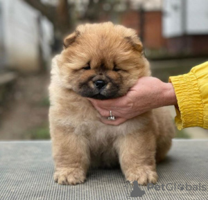 Photo №1. chow-chow - à vendre en ville de Schöneiche | 300€ | Annonce №90333