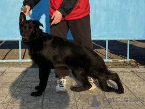 Photo №4. Je vais vendre berger allemand en ville de Chisinau. de la fourrière - prix - 600€