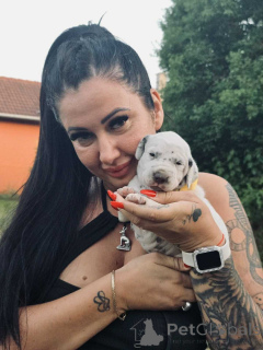 Photo №3. Pedigree FCI du chiot dalmatien. Hongrie