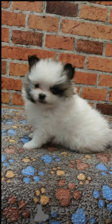 Photo №1. spitz nain - à vendre en ville de Bruxelles | négocié | Annonce №169013