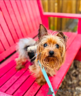 Photo №2 de l'annonce № 164789 de la vente yorkshire terrier - acheter à Allemagne annonce privée, de l'abri