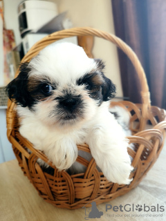 Photo №3. Chiots Shih Tzu. Biélorussie