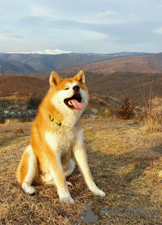 Photo №2 de l'annonce № 96221 de la vente akita (chien) - acheter à Allemagne 